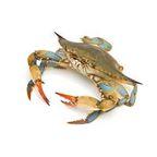 King Crab