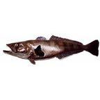 Fresh Toothfish