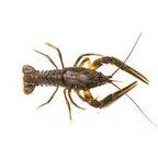 Dried Crayfish