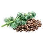 Castor Bean (Castor Seed)