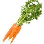 Carrot