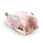 guinea fowl