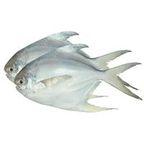 Pomfret