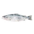 Frozen Whole Atlantic Salmon