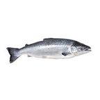 Fresh Frozen Salmon