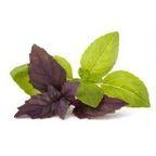 Thai Holy basil (Kaphrao)
