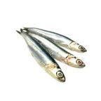 Anchovy