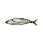 Horse mackerel fish | big eye mackerel fish | Japanese horse mackerel