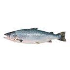 Superior Norwegian salmon fillet