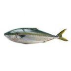 Amberjack