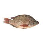 Product name: Frozen Pangasius bocourti Fillet (basa fillet) Size: 200-300g,300-400g,500g+/PCS Certification:BRC, FDA, GAP, HACCP, ISO, HALAL Package regular: IQF,1kg/Bag,2kg/Bag,or as customer request Shell life: 24 MONTHS AFTER PRODUCTION DATE MOQ: 10TONS /20 FEET CONTAINER Color:Natural COLOR Loading: Ho Chi Minh city, Vietnam