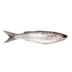 Grey Mullet