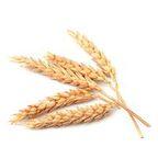 Wheat 3,4 class