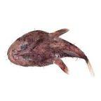 Monkfish