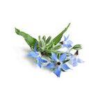 Borage
