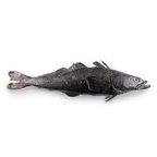 Fresh Chilean Seabass