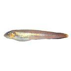 Eel