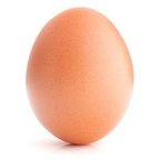 Fresh brown and white Chicken eggs available in stock for sale