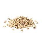 cowpea