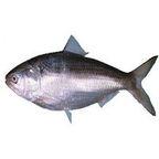 Hilsa Fish