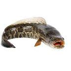 Snakehead