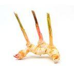 Galangal / Galanga