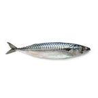 Mackerel