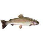 Fresh Trout