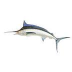 Swordfish