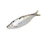 herring