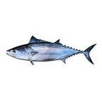 Bonito
