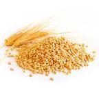 Wheat bran