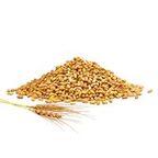 Durum Wheat