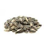 Sunflower Seed