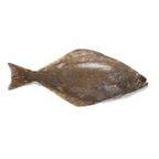 Fresh Halibut