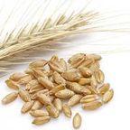 Triticale Kernel
