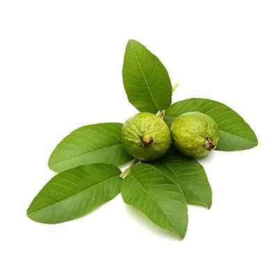 Guava Leaves