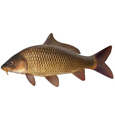 Carp
