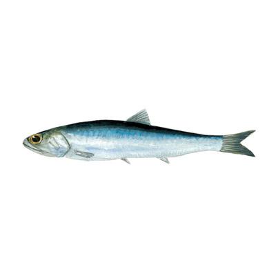 Argentine Anchovy