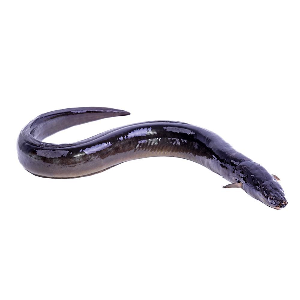 Sea eel