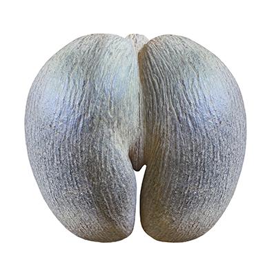 Double Coconut