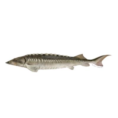Beluga
