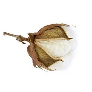 Cotton Seed Oil