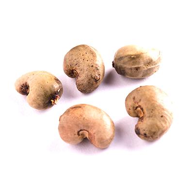 Raw Cashew Nut