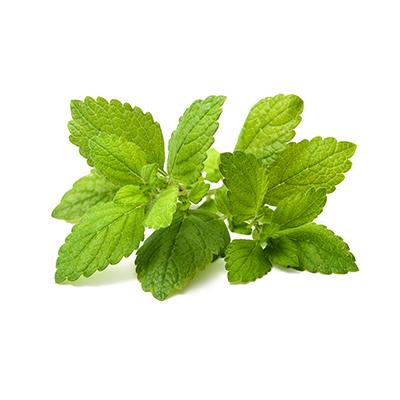 Lemon Balm