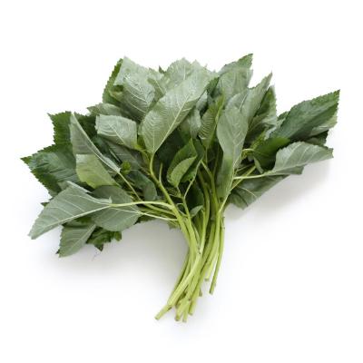 Molokhia