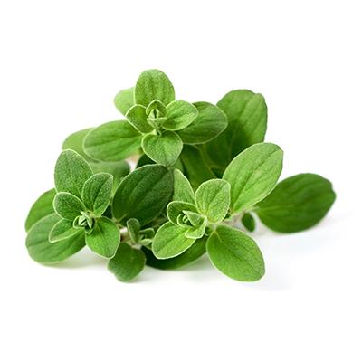 Marjoram