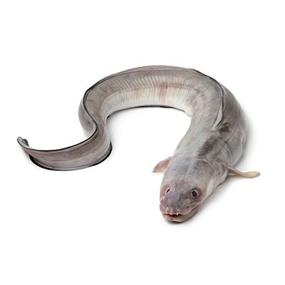 Common Conger Eel