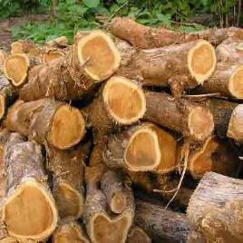 eucalyptus hybrid wood logs
