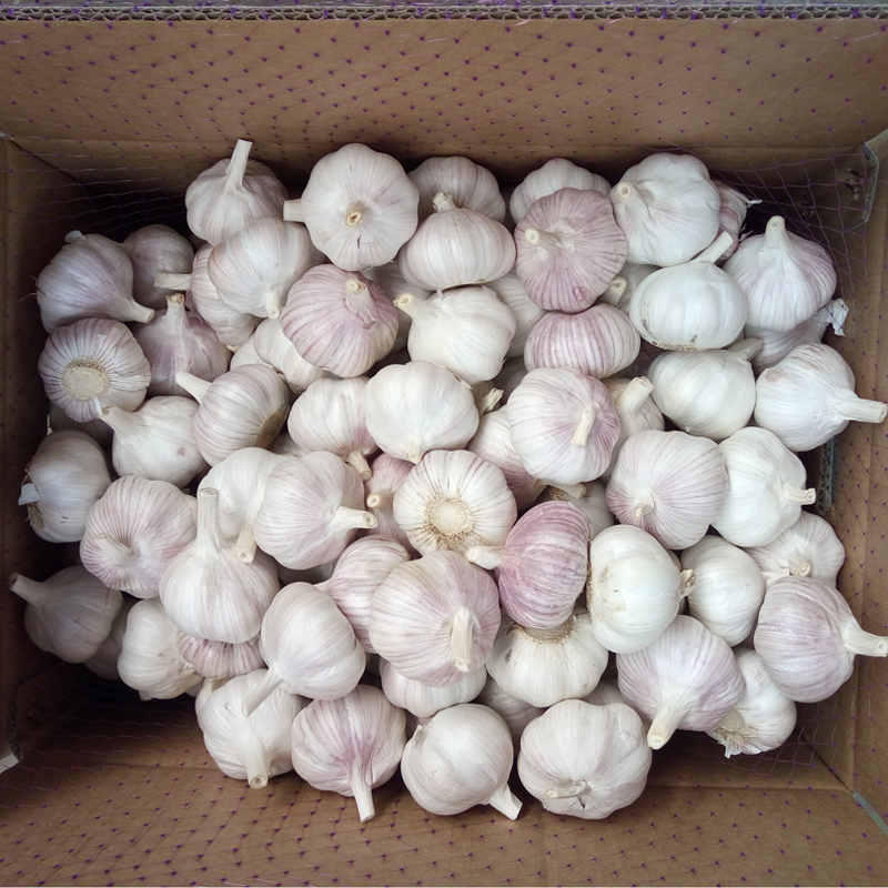 White Garlic